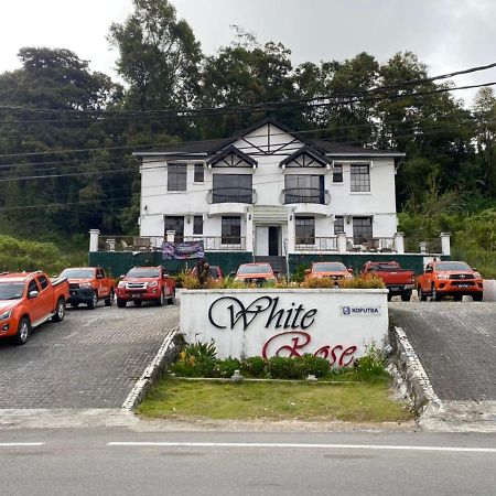 White Rose Cameron Highlands Luaran gambar