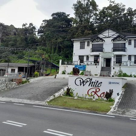 White Rose Cameron Highlands Luaran gambar