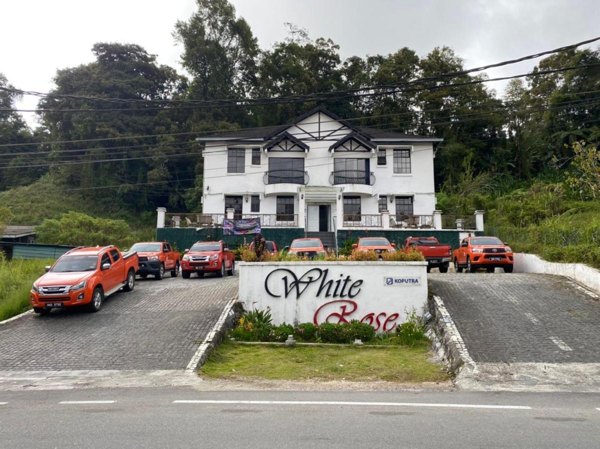 White Rose Cameron Highlands Luaran gambar