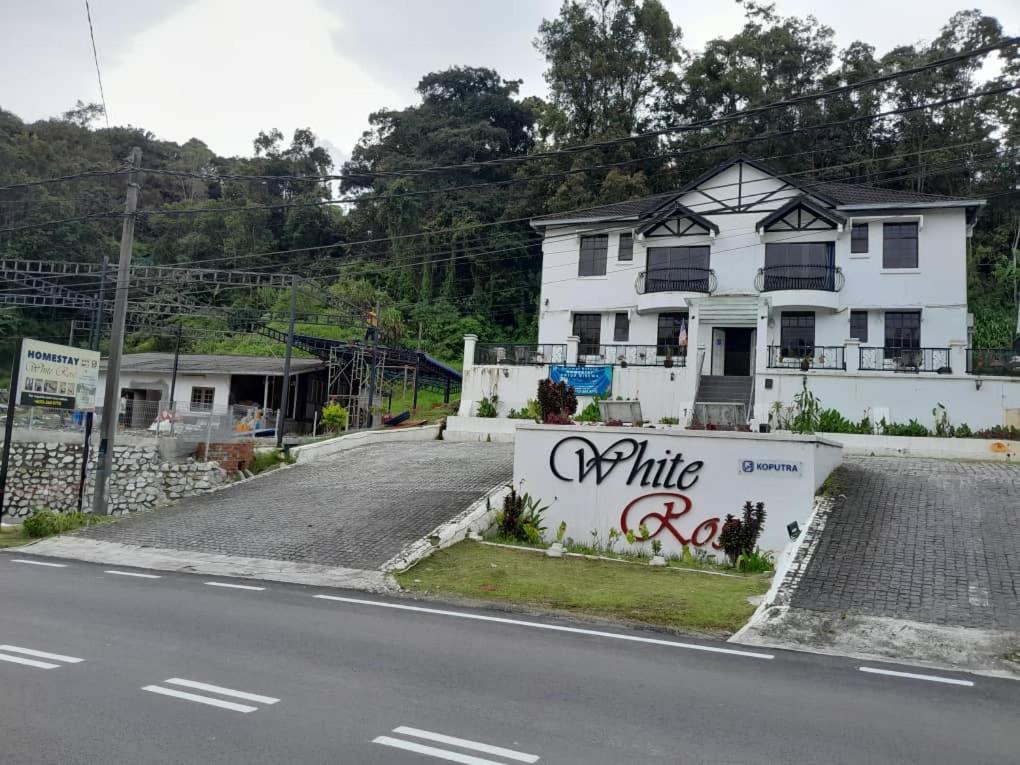 White Rose Cameron Highlands Luaran gambar