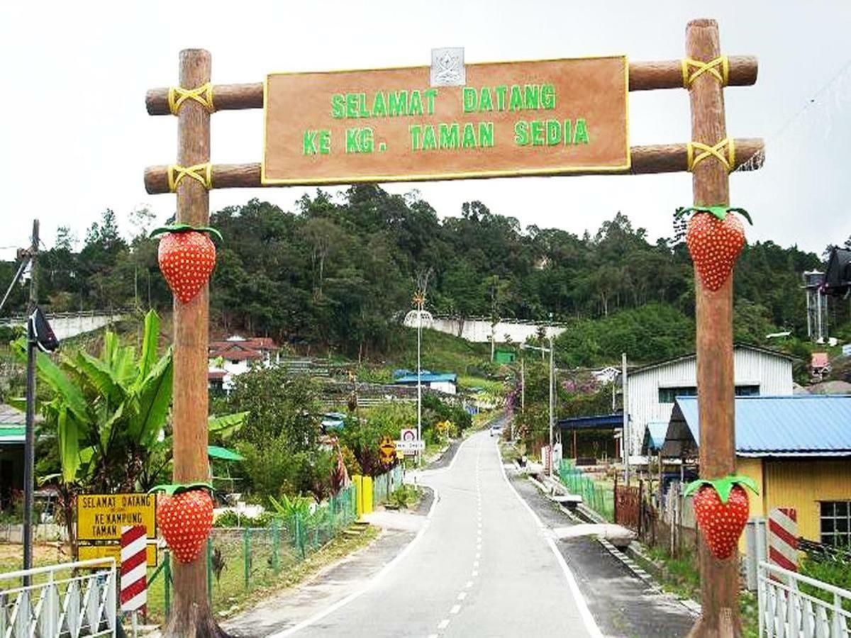 White Rose Cameron Highlands Luaran gambar